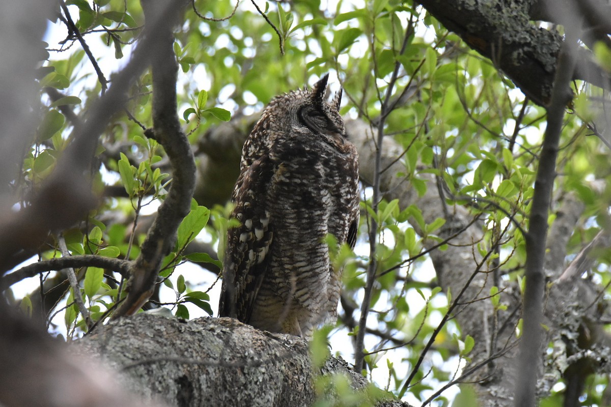 Spotted Eagle-Owl - ML609156892
