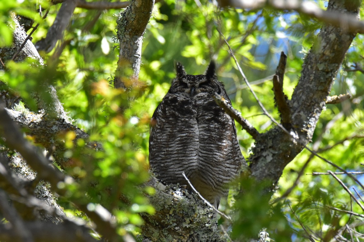 Spotted Eagle-Owl - ML609156893
