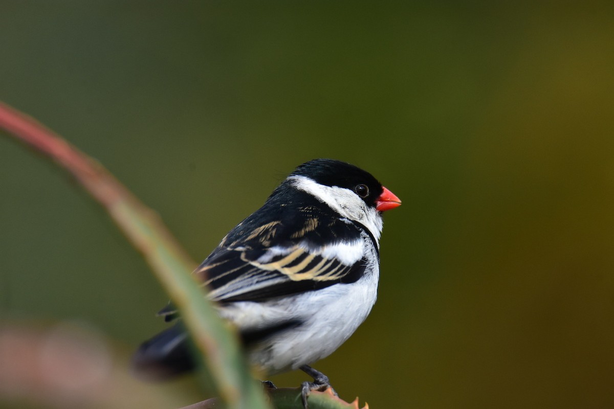 Pin-tailed Whydah - ML609156918