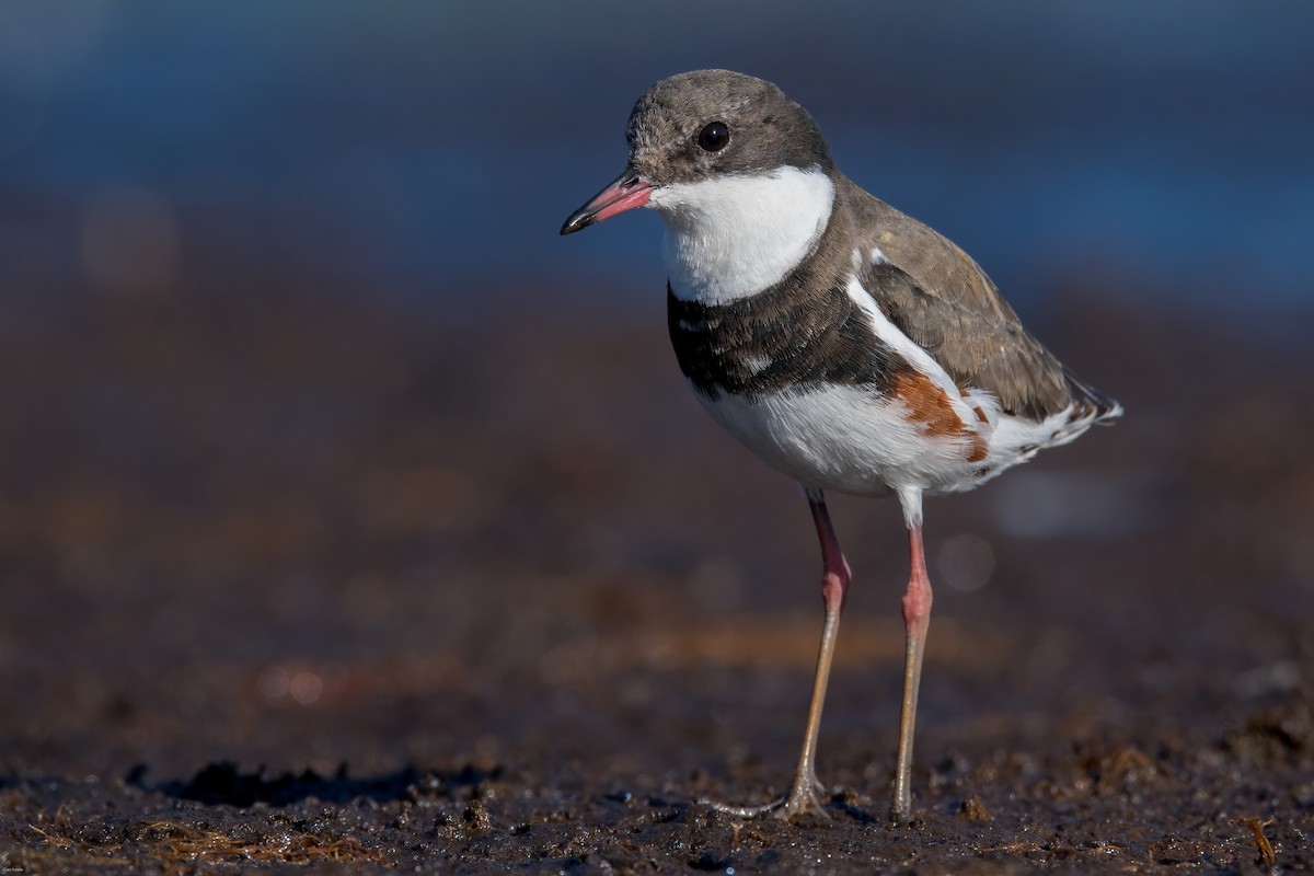 Red-kneed Dotterel - ML609157163