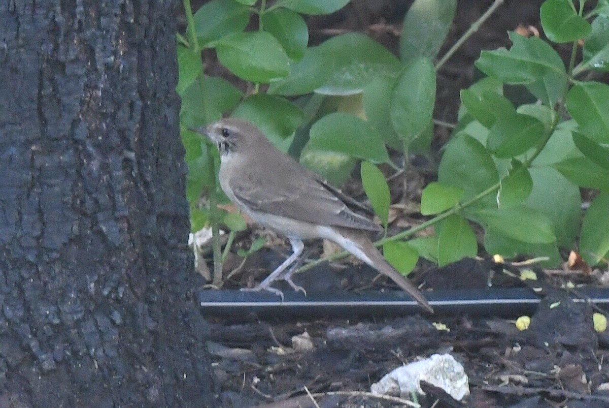 Common Nightingale (golzii) - ML609157272