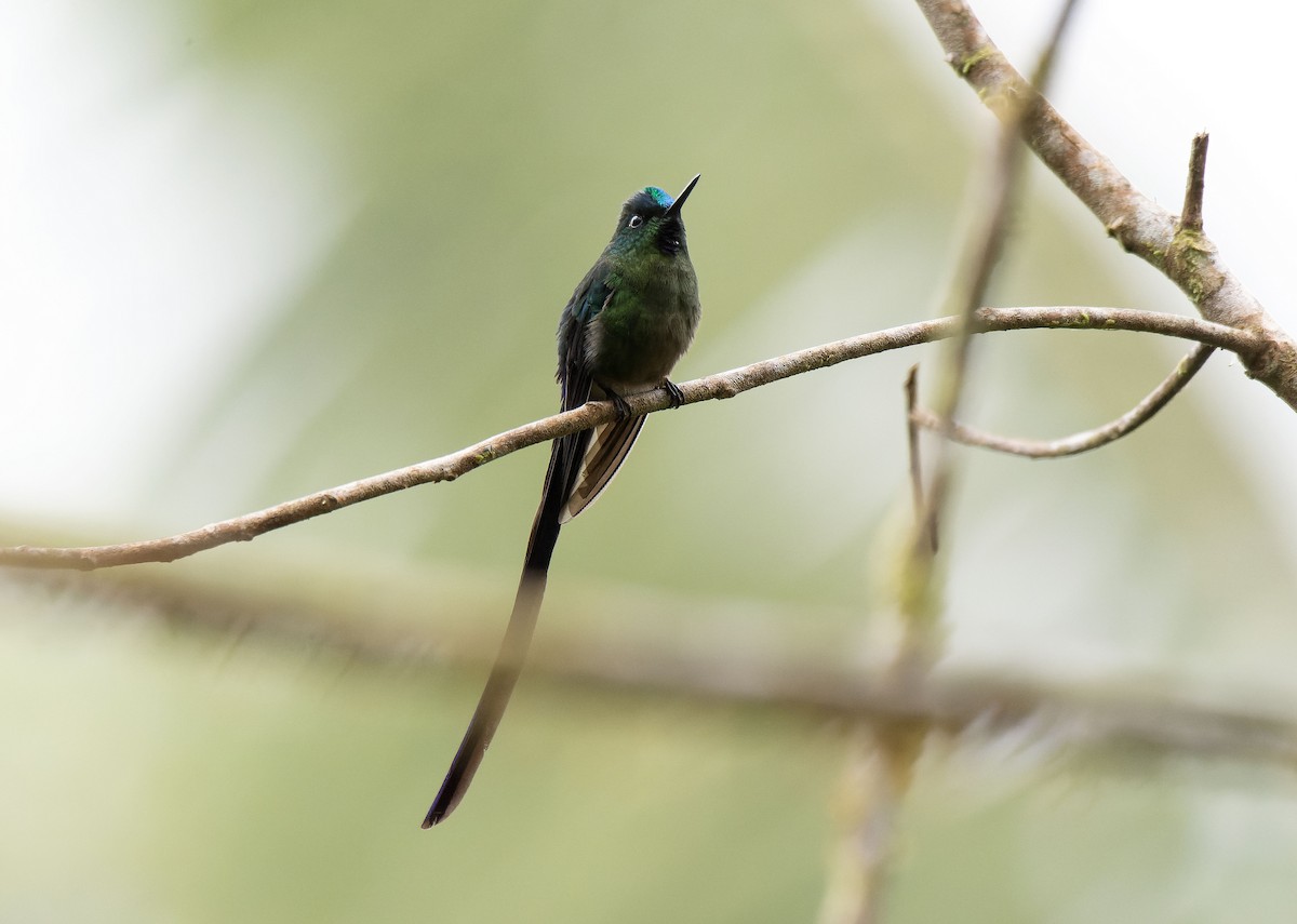 Violet-tailed Sylph - ML609157335