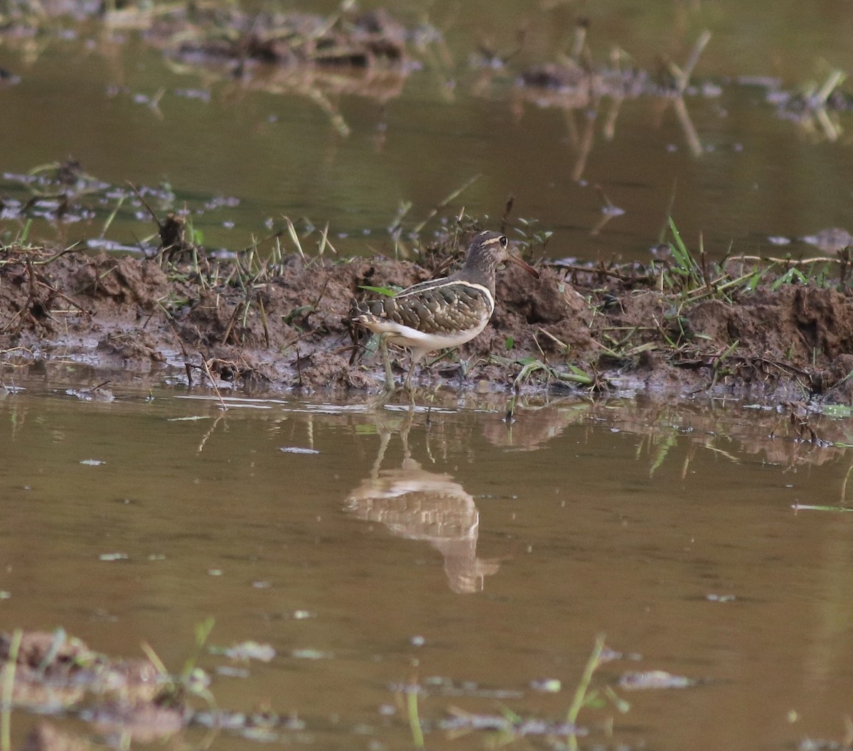 riksesnipe - ML609158074