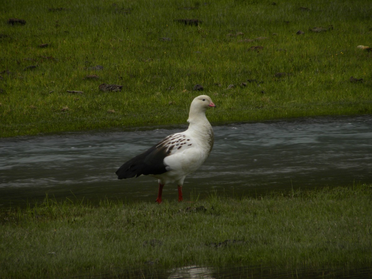 Andean Goose - ML609158102