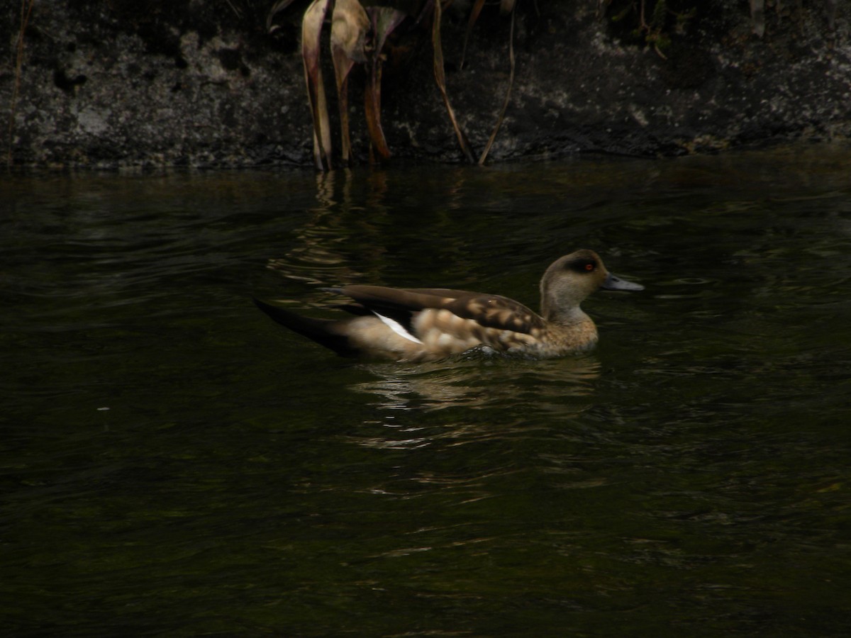 Crested Duck - ML609158103