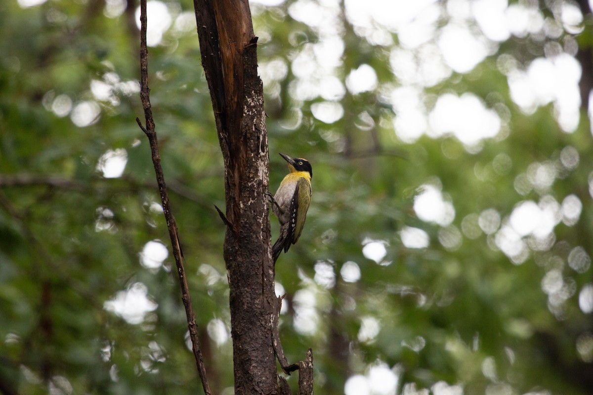 Black-headed Woodpecker - ML609158815