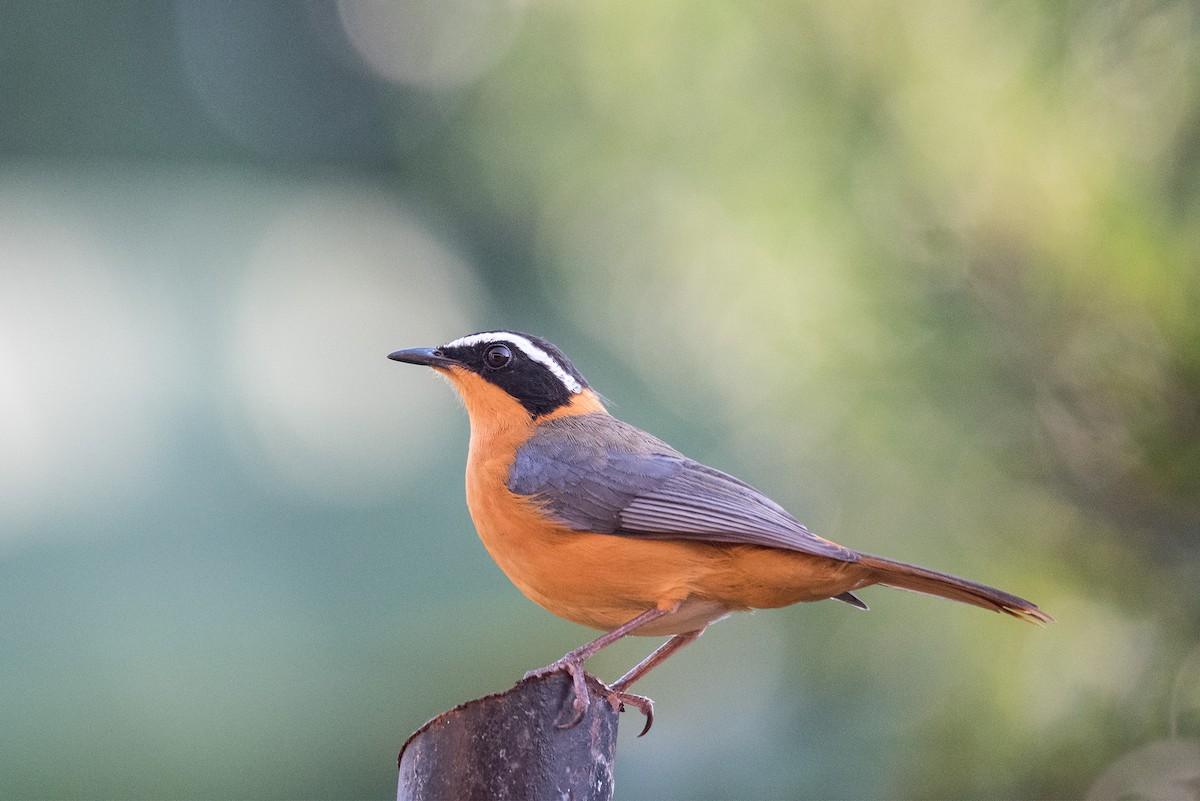 White-browed Robin-Chat - ML609159318