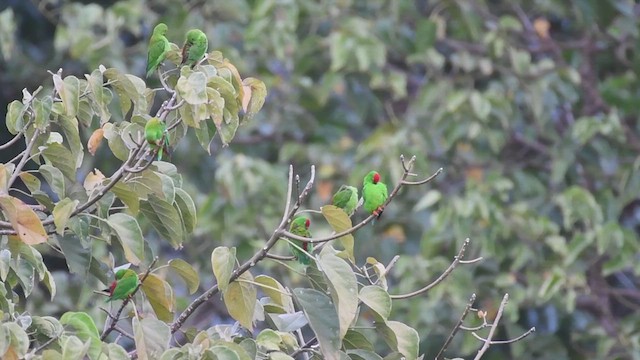 Sulawesi Hanging-Parrot - ML609159794