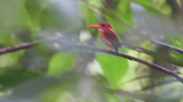 Sulawesi Dwarf-Kingfisher - ML609159825