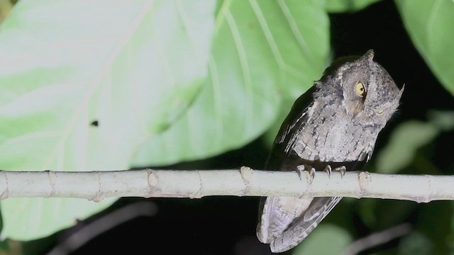 Sulawesi Scops-Owl - ML609159894