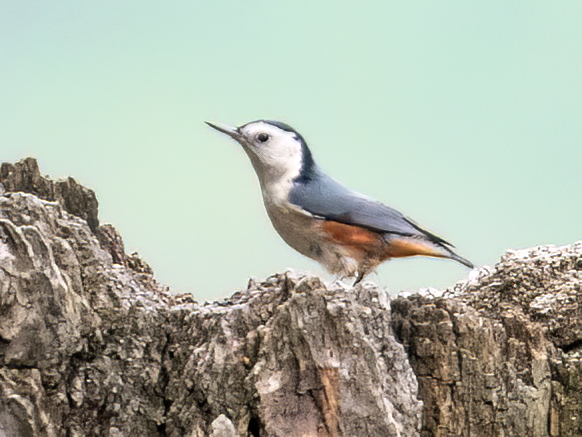 White-cheeked Nuthatch - Parmil Kumar