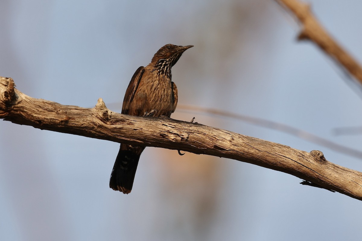 Black-tailed Treecreeper - Mat Gilfedder