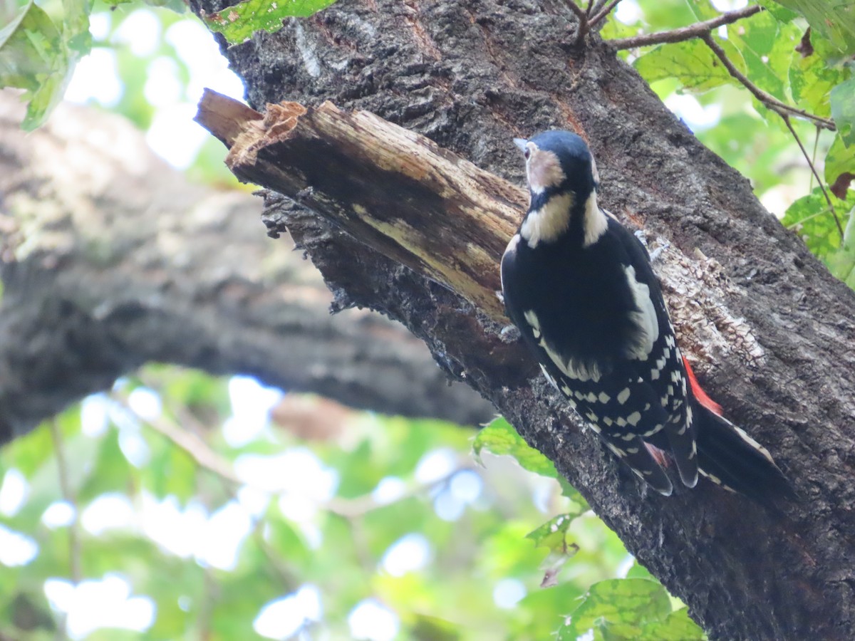 Great Spotted Woodpecker - ML609160590