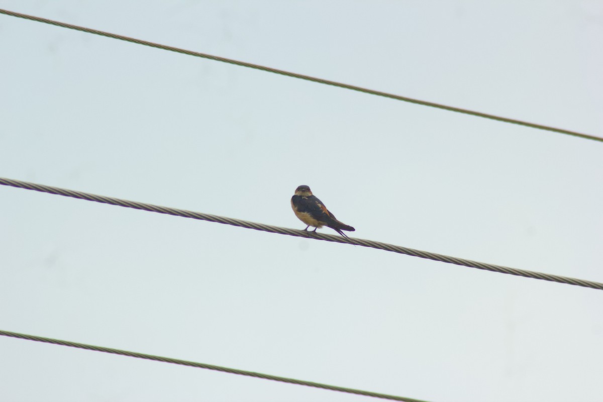 Red-rumped Swallow - ML609160774