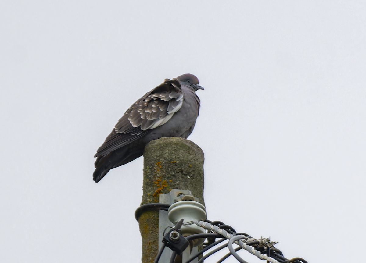 Spot-winged Pigeon - ML609161626
