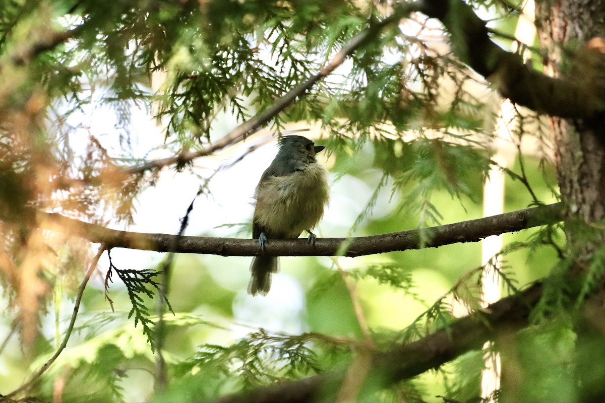 Tufted Titmouse - ML609161901