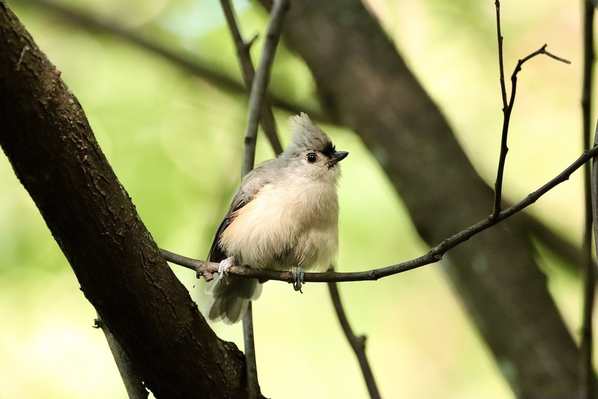 Tufted Titmouse - ML609161903