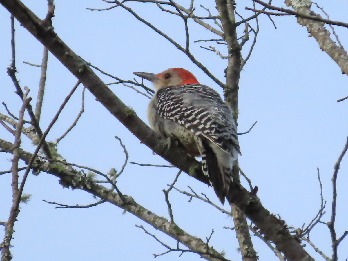 Red-bellied Woodpecker - ML609161932