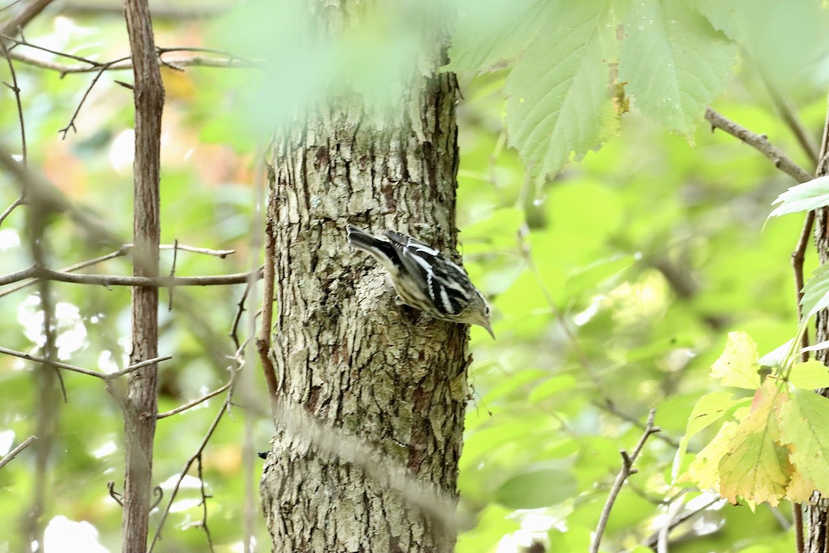 Black-and-white Warbler - ML609161941