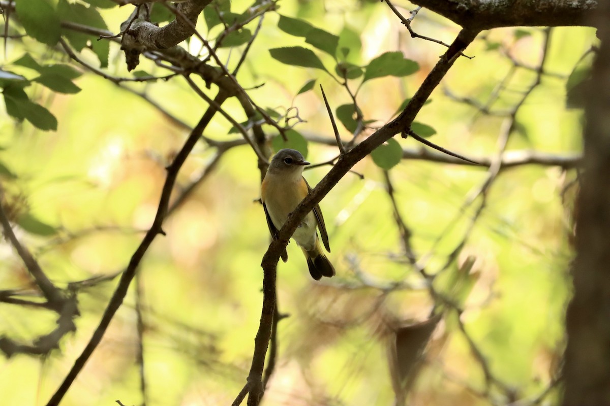 American Redstart - ML609161954