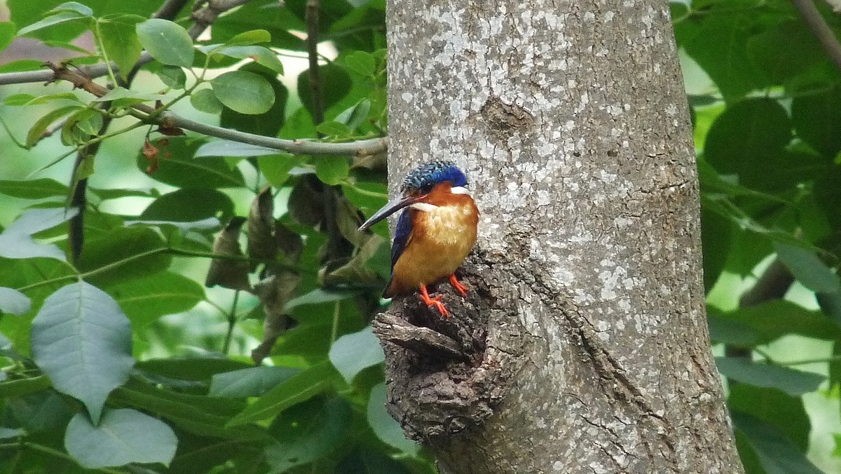 Malagasy Kingfisher - ML609162501