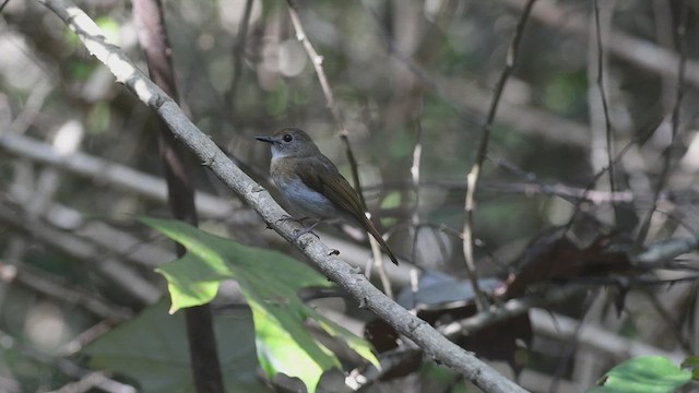 Fulvous-chested Jungle Flycatcher - ML609162504