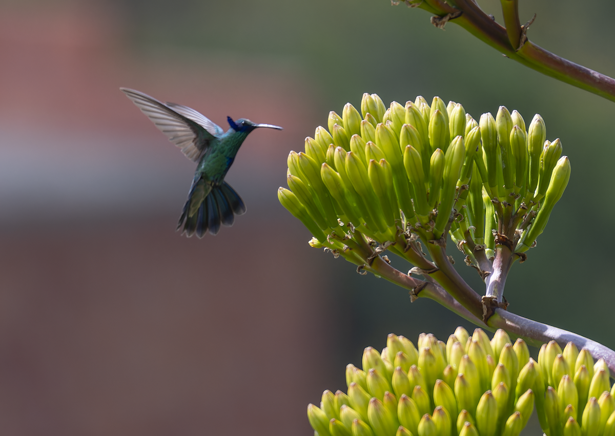 kolibřík modrolící - ML609162593