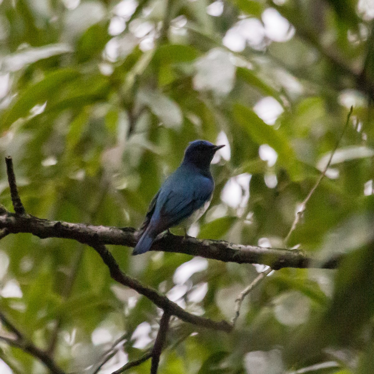 Blue-and-white Flycatcher - ML609163308