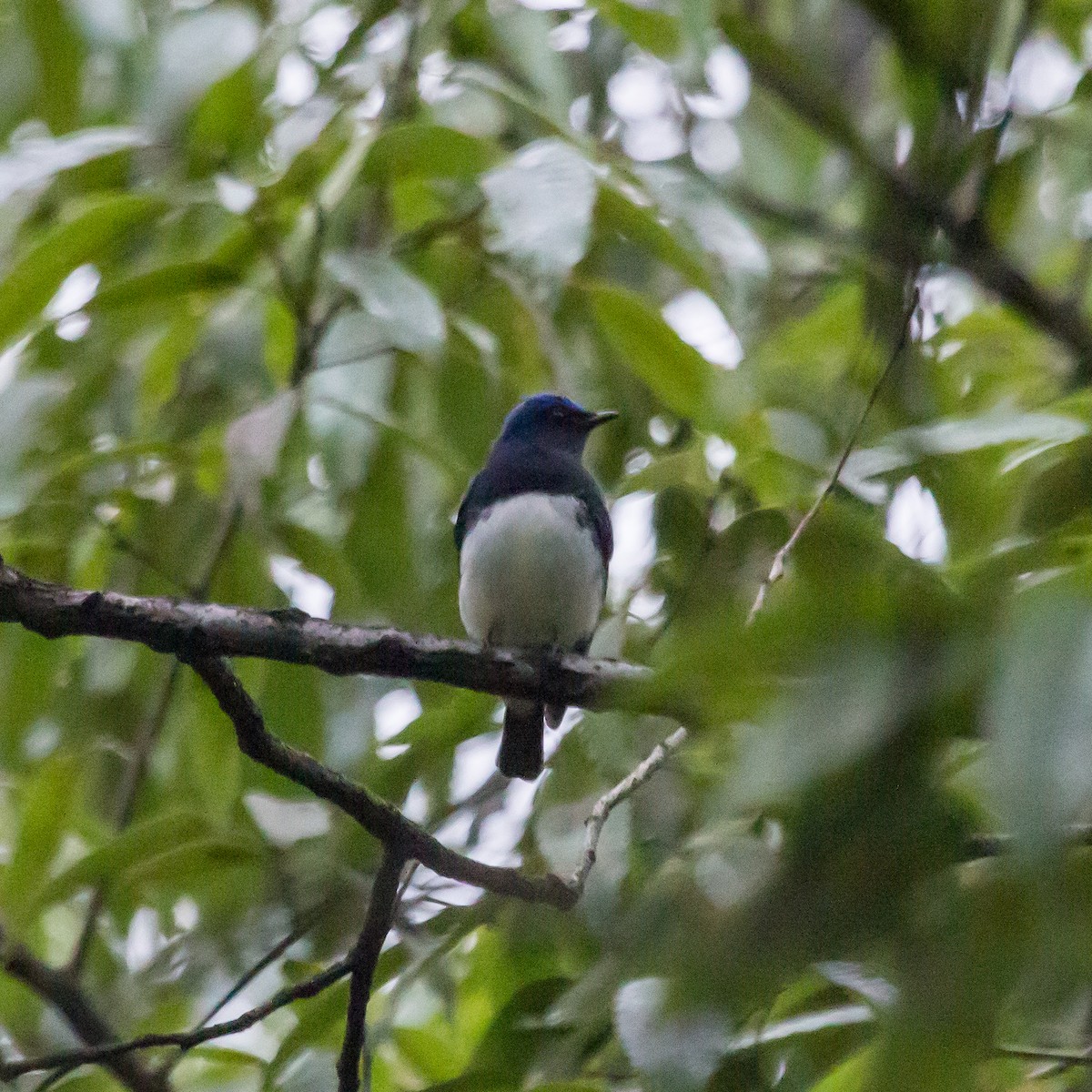 Blue-and-white Flycatcher - ML609163309