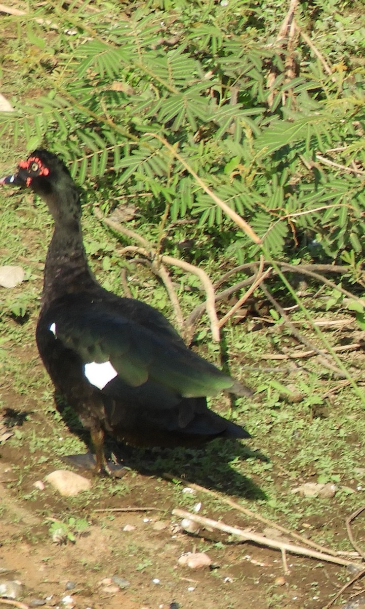Muscovy Duck - ML609163321