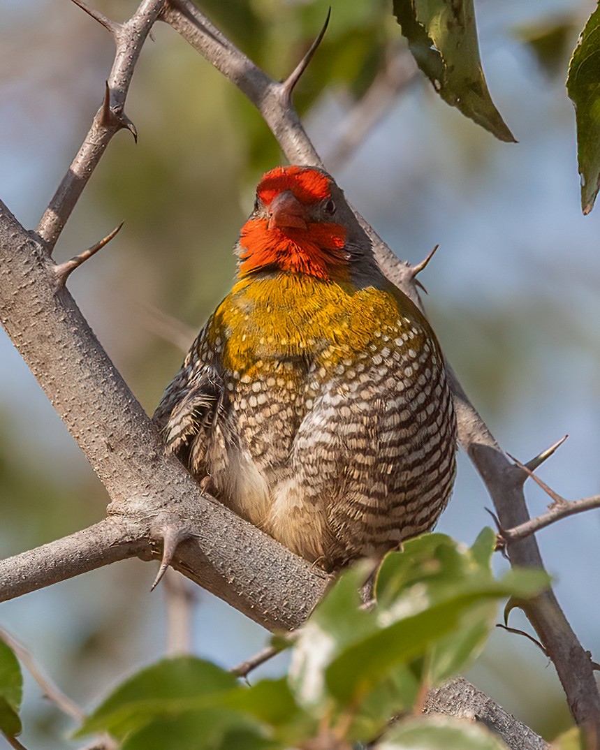 Green-winged Pytilia - ML609163331