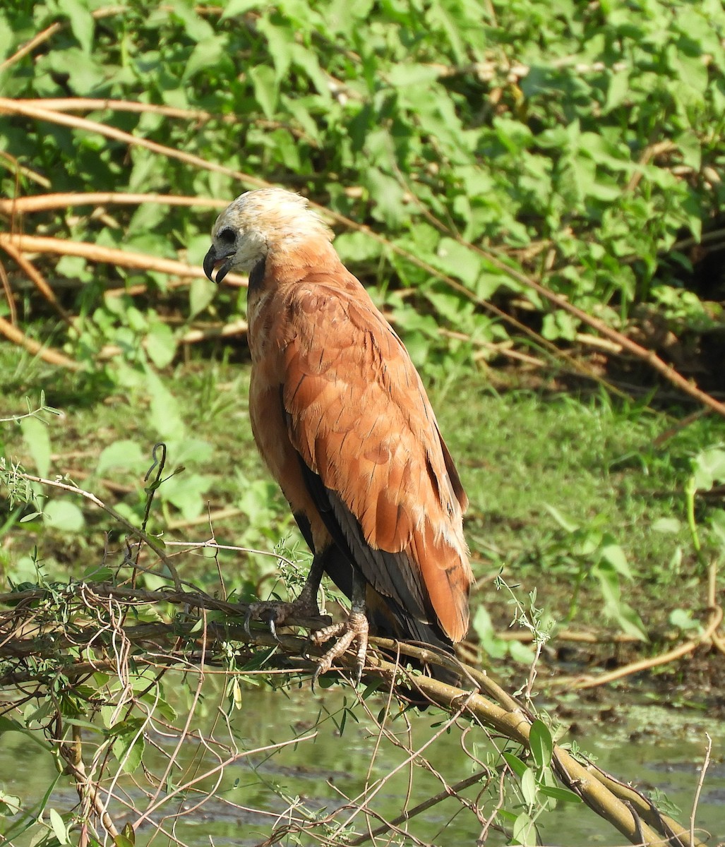 Black-collared Hawk - ML609163333