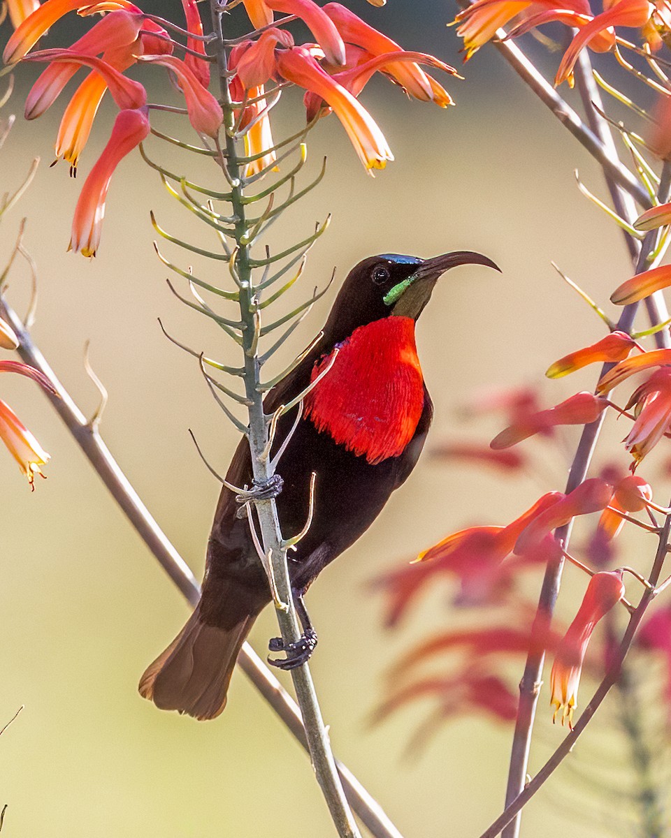 Scarlet-chested Sunbird - ML609163339