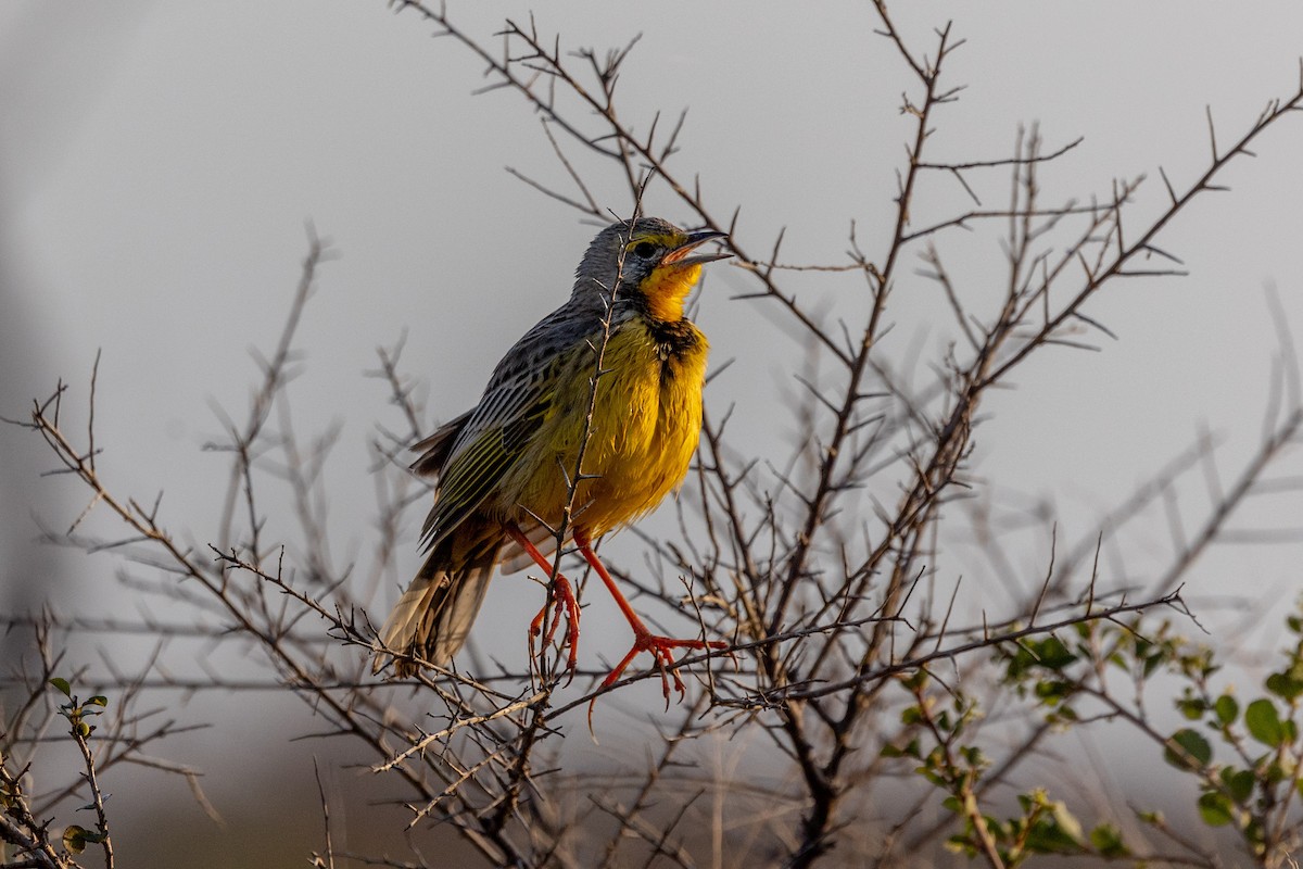 Yellow-throated Longclaw - ML609163343