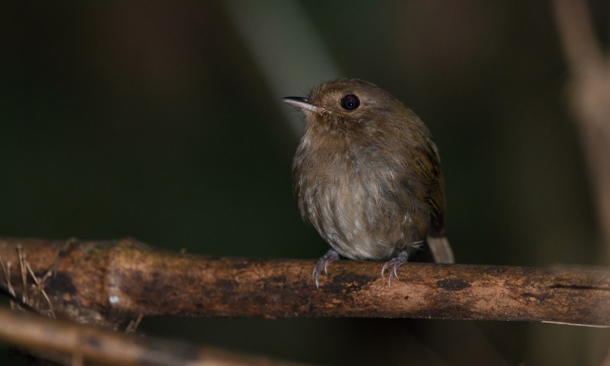 Brown-breasted Pygmy-Tyrant - ML609163451
