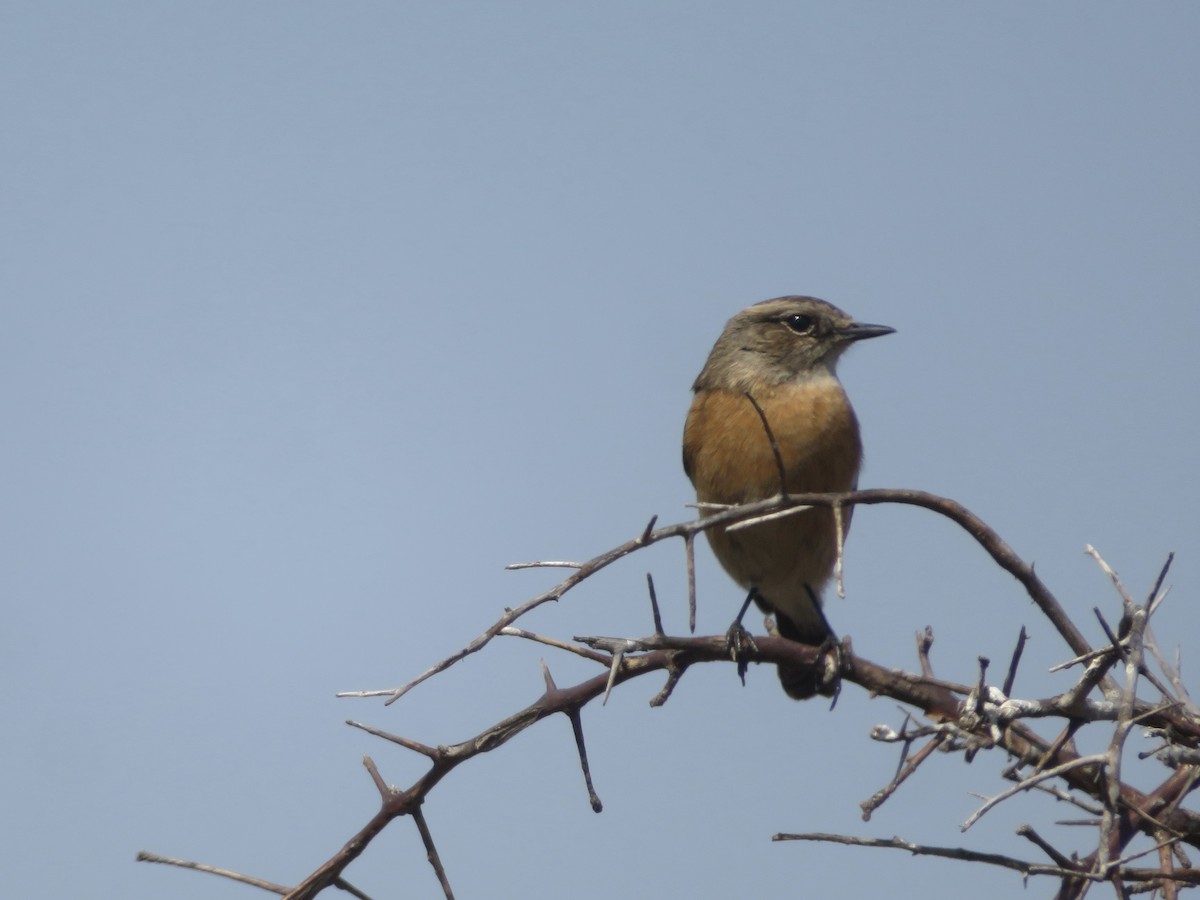 African Stonechat - ML609163472