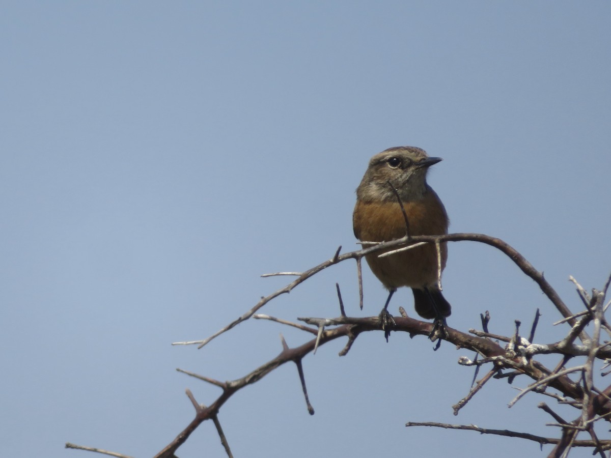African Stonechat - ML609163473