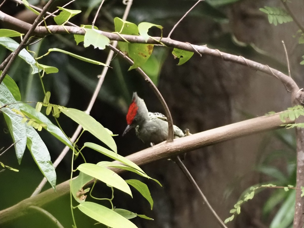 Gray-and-buff Woodpecker - ML609163567