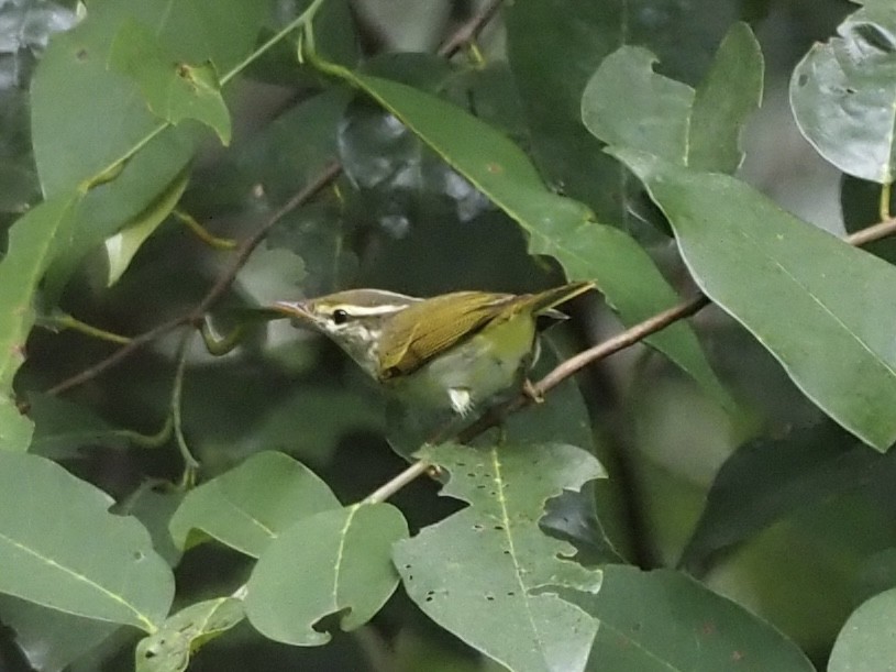 Eastern Crowned Warbler - Yingyod  Lapwong