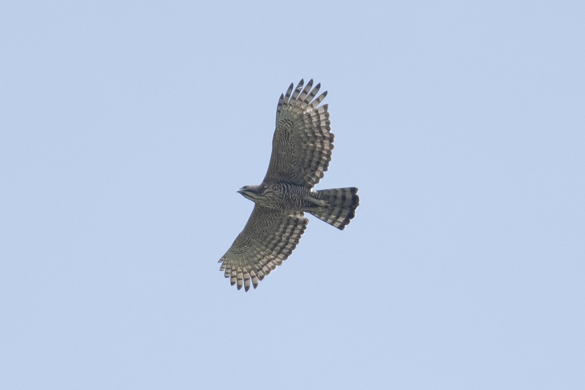 Mountain Hawk-Eagle - Junpha Jartuporn