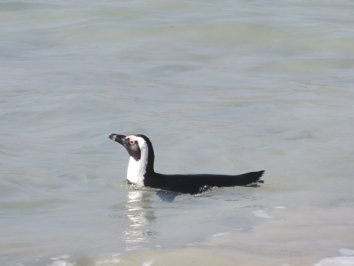 Pingüino de El Cabo - ML609163720