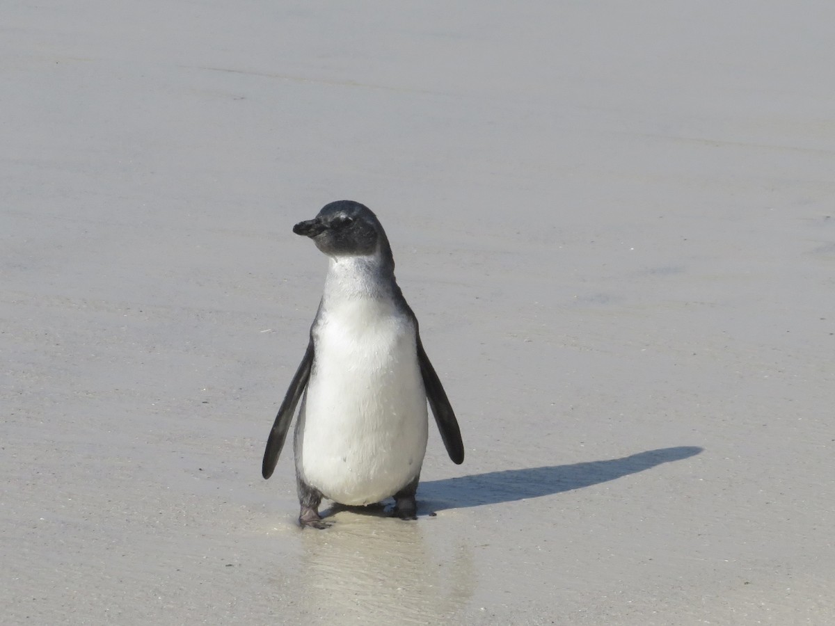 Pingüino de El Cabo - ML609163735