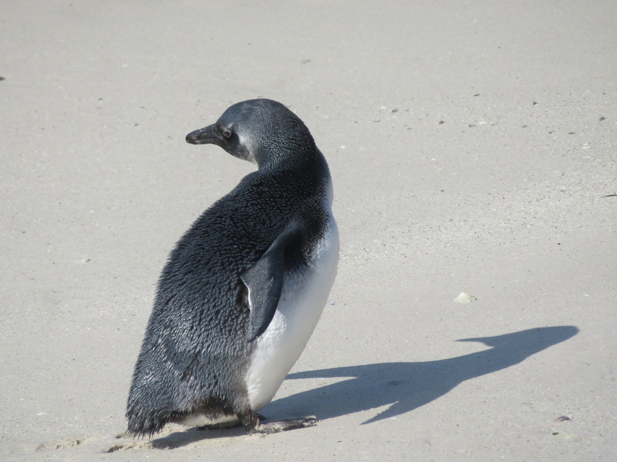Pingüino de El Cabo - ML609163736