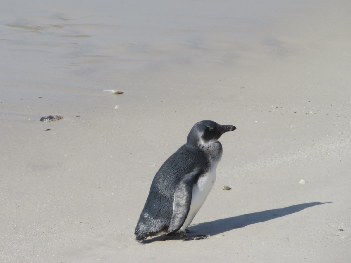 Pingüino de El Cabo - ML609163737