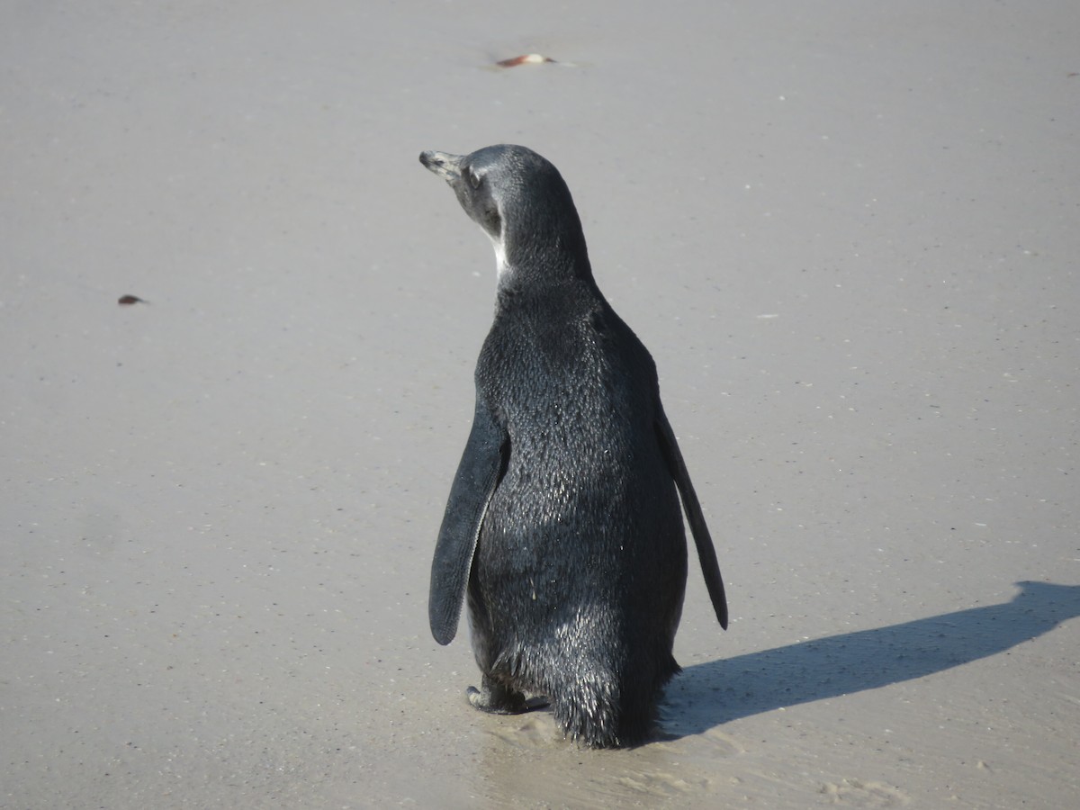 Pingüino de El Cabo - ML609163738