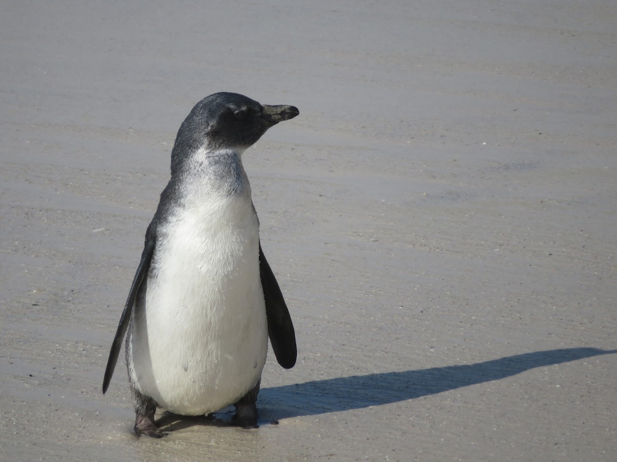 Pingüino de El Cabo - ML609163739