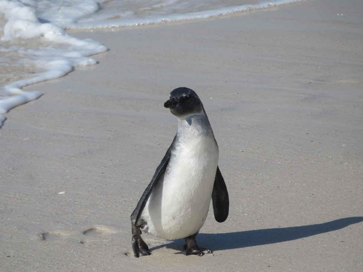 Pingüino de El Cabo - ML609163740
