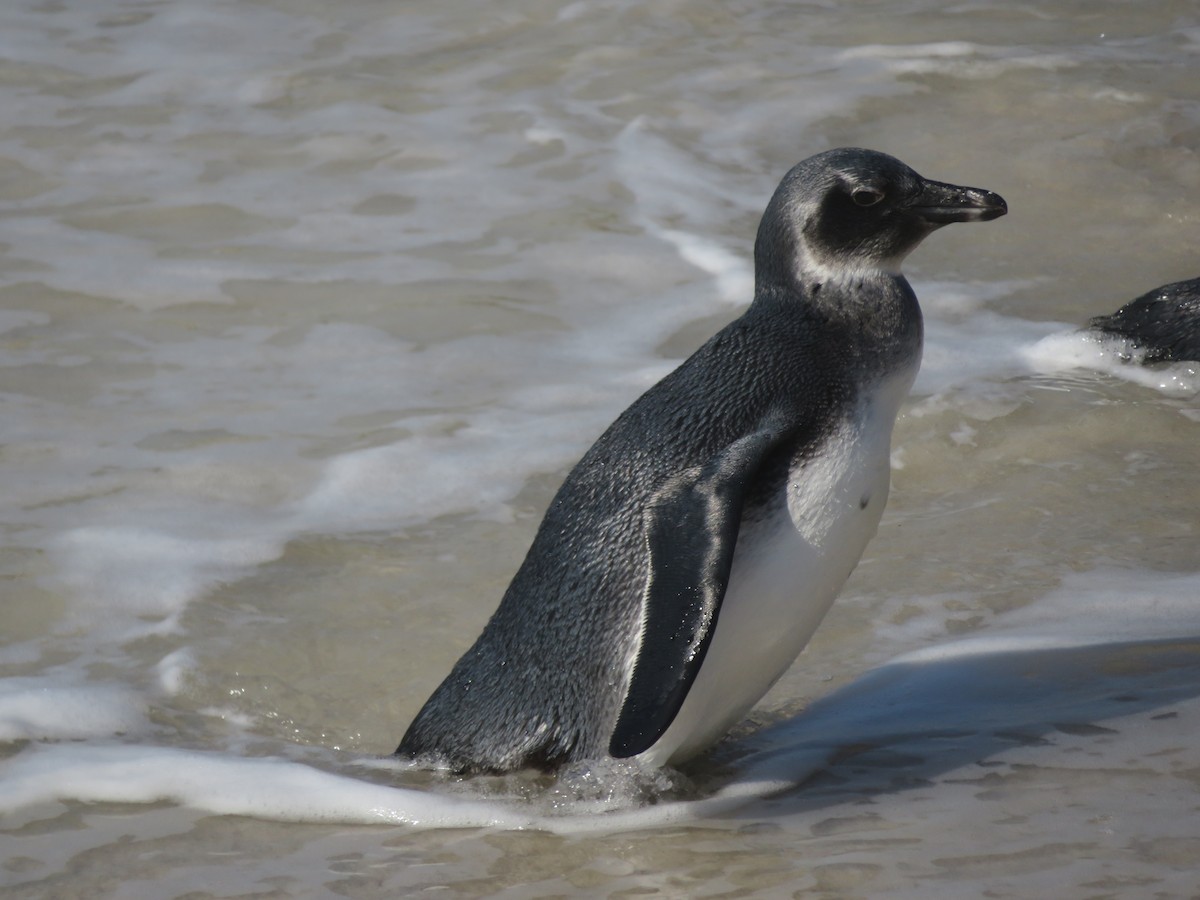 Pingüino de El Cabo - ML609163741