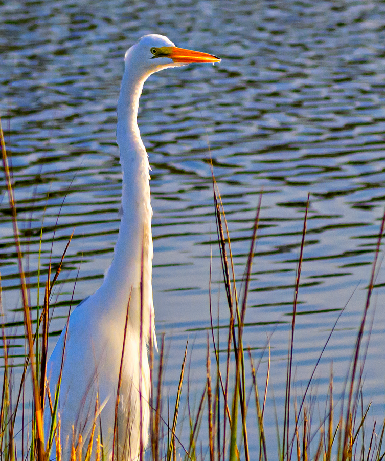 Great Egret - ML609163742