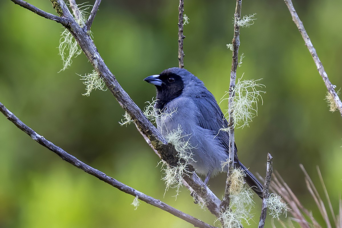 Black-faced Tanager - ML609163751